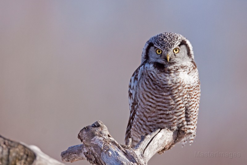 IMG_0145c.jpg - Northern Hawk-Owl (Surnia ulula)